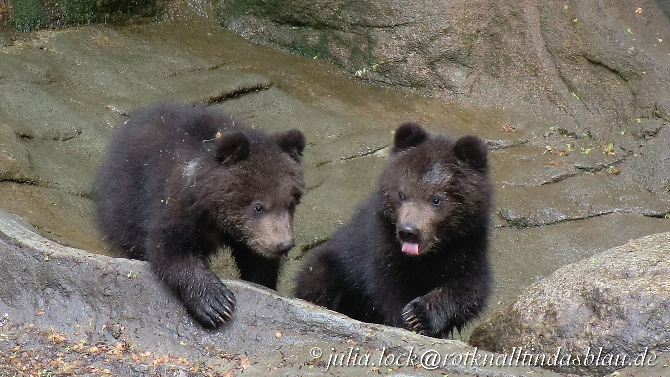 Kamtschatkabaren Rot Knallt In Das Blau