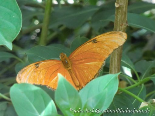 Butterfly "Julia"