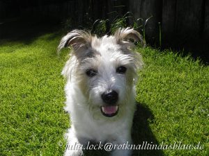 Parson-Jack-Russel-Terrier