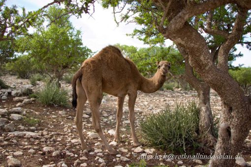 wildes Dromedar Souss-Ebene